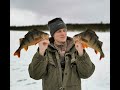 Толстые окуни озера Лосьволкъявр / Big perch ice fishing