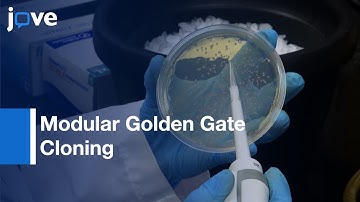 Rapid Assembly Of Multi-Gene Constructs Using Modular Golden Gate Cloning l Protocol Preview