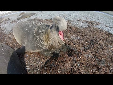 SOUTHERN ELEPHANT SEALS: