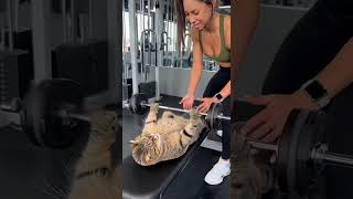 This Cat Outworked The Trainer Chonky Tabby Goes Beast Mode