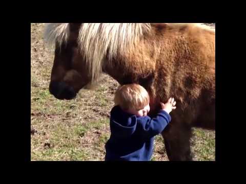 horses-are-hilarious---super-funny-videos-compilation