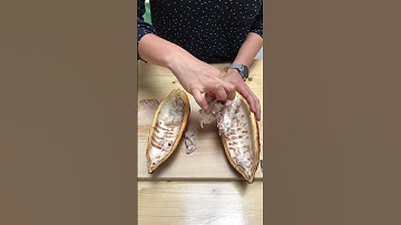 Opening up a cacao pod, the next step is fermentation.