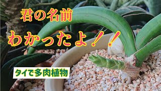 Sansevieria] I never knew the name of Sansevieria, but now I know