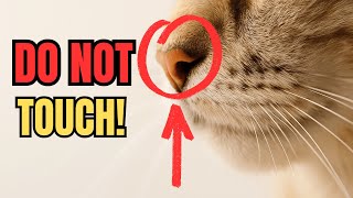 Why Cats Sniff Everything! (The Secret Language of Cat Smells)