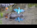 【夢幻闘舞】カワセミのなわばり争い４K　Kingfisher fighting for territory 身近な生き物語