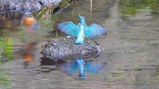 【夢幻闘舞】カワセミのなわばり争い４K　Kingfisher fighting for territory 身近な生き物語