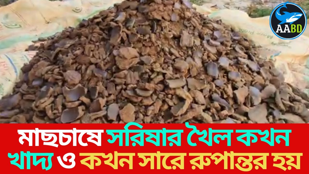 মাছচাষে সরিষার খৈল কখন খাদ্য আর কখন সারে রুপান্তর হয়When Oilcake Feed & When it Converted Fertilizer