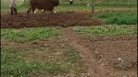 Hà Nội áp dụng Công Nghệ Cao vào Nông Nghiệp