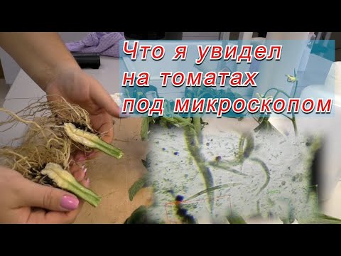 Томаты под микроскопом- каких вредителей и болезней я увидел. (субтитры)