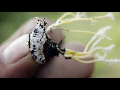 сколько стоит китайский пластырь от сахарного диабета сколько стоит китайский пластырь от сахарного диабета