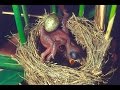 Common Cuckoo chick ejects eggs of Reed Warbler out of the nest.David Attenborough's opinion