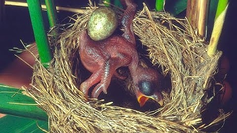 Common Cuckoo chick ejects eggs of Reed Warbler out of the nest.David Attenborough