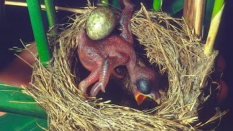 Common Cuckoo chick ejects eggs of Reed Warbler out of the nest.David Attenborough's opinion - DayDayNews