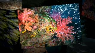 Part 2 of our Similan Liveaboard Marine life series
