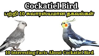 Top 10 Intersting Facts About Cocktail Bird In Tamil