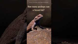How many pushups can a lizzard do? #short #shorts #animalshorts