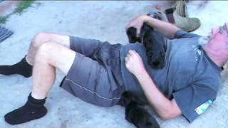 Mini Schnauzer Pups at 1 Month Old.avi