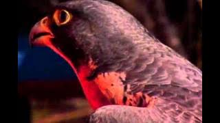 The canary in the coal mine