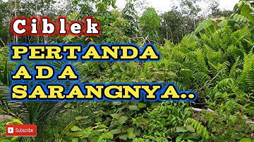 Seperti ini suara induk ciblek yang ada sarangnya