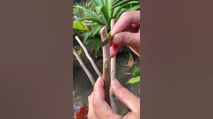 How to craft multi colored bougainvillea into 1 tree #shorts - DayDayNews
