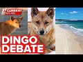 The unexpected real dingo danger on Fraser Island | A Current Affair