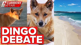 The unexpected real dingo danger on Fraser Island | A Current Affair
