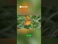 Vibrant Butterfly Emerges | Yellow and Blue Beauty Flaps Away | Encyclopedia #shorts #childrenssong