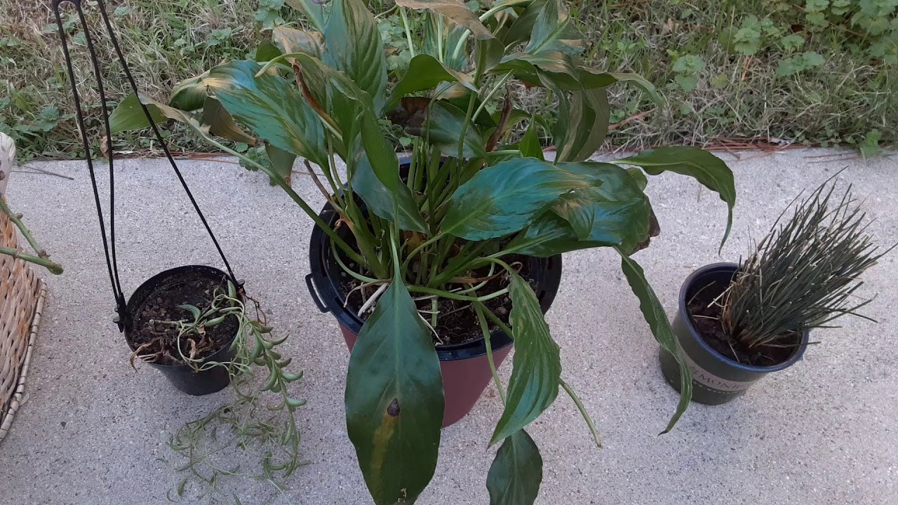 Indoor plants for clean air