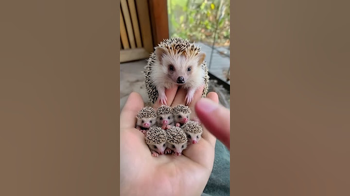 Cute Hedgehog Babies 🦔🦔🦔 #cutepet #cutehedgehog #aigenerated  #cuteshorts #funnyshorts