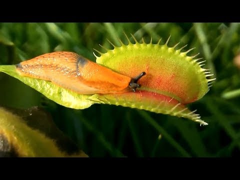 動物を食べる肉食植物！