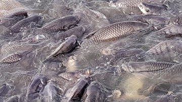 nuôi cá trắm kết hợp nuôi cá chép và rô phi đơn tính #fish