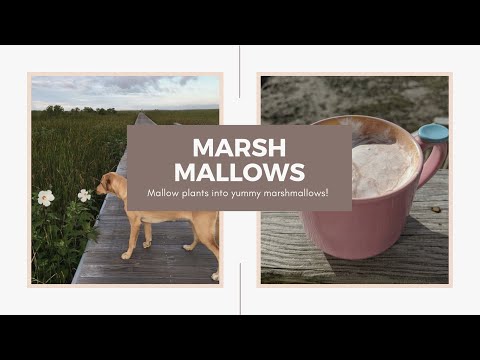 Wideo: Marshmallows zostały pierwotnie wykonane z SAP rośliny Marshmallow