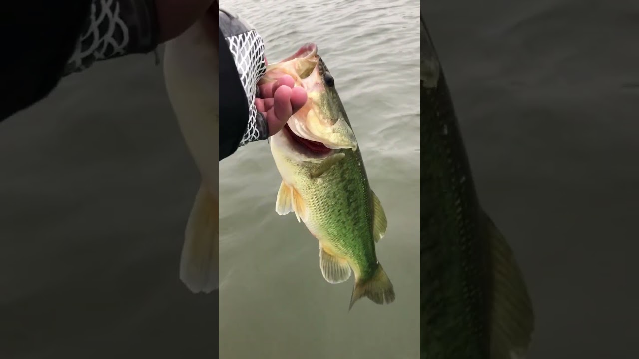 Ohio Bass Fishing: Crainking for Lake Erie Largemouth!