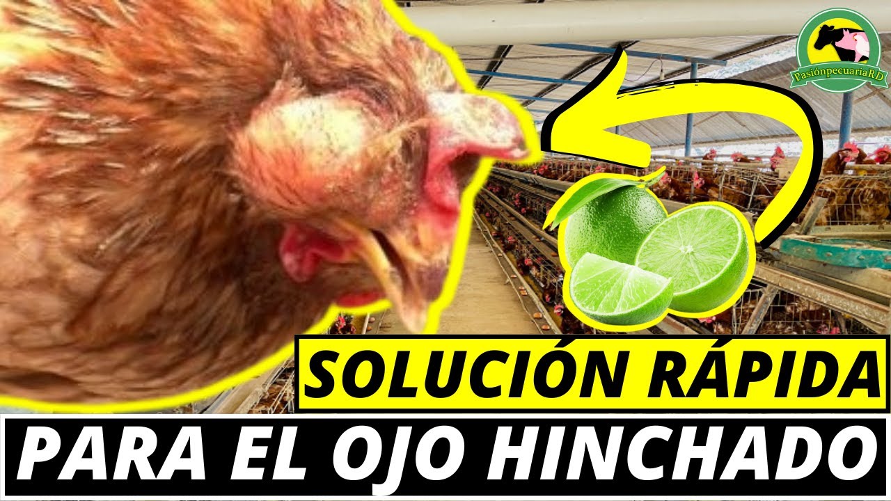 Cómo CURAR La CORIZA Infecciosa AVIAR