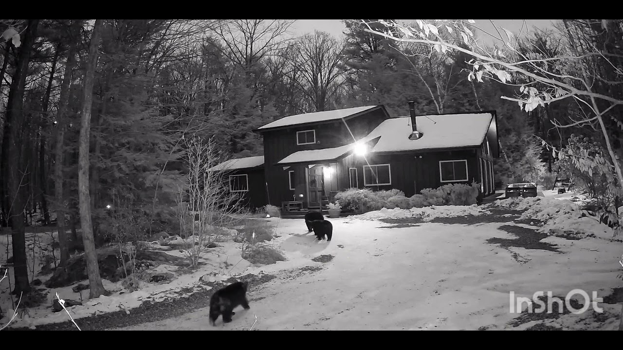 Mama Bear and her four cubs snowshoeing. - YouTube