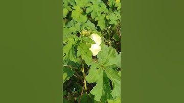 Clay Soil support Dry Season Okra farming for Soil Health Management