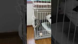 猫は液体説