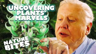David Attenborough Reveasl the Strange and Wonderful World of Plants | Nature Bites
