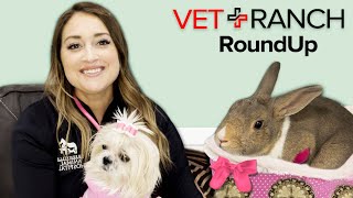 This Week on Vet Ranch RoundUp: RABBIT RESCUED!