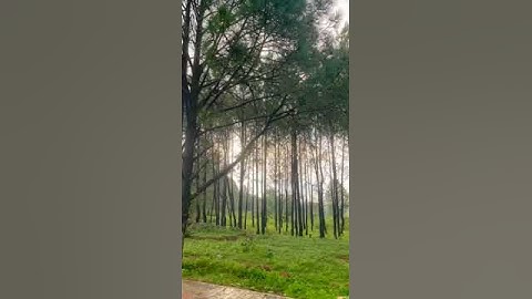 Netarhat 🌅#short #shorts #viral #viralvideo #viralshorts #netarhatjharkhand #trandingshorts