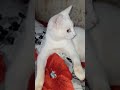حوار مهم بين بندق و سمبل Cute Cat Viralvideo Shortvideo Shorts Cat 