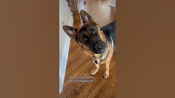 You sure you want a German Shepherd?
