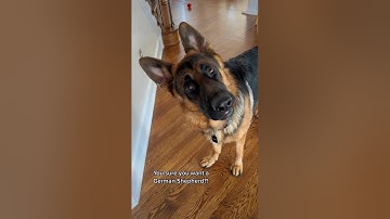 You sure you want a German Shepherd?