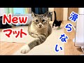 大興奮!?滑り防止新しいフロアマットを敷いてみた
