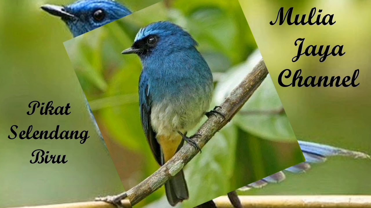 Suara Pikat Burung Selendang Biru Teledekan Laut Endkg Youtube