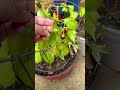 We tried our best to”unknown” pepper we got from the student plant sale. 🌶️🌶️🔥🔥#peppers