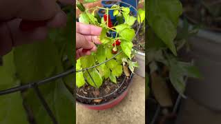 We tried our best to”unknown” pepper we got from the student plant sale. 🌶️🌶️🔥🔥#peppers