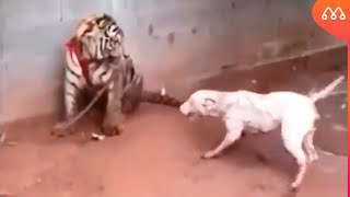 TIGRE ATACA CACHORRO