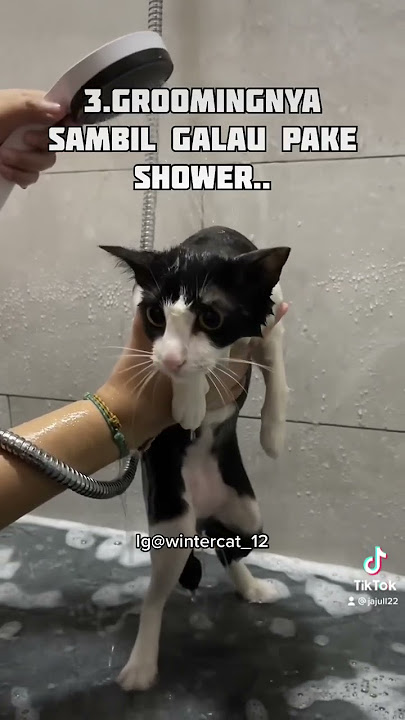 There are always some behaviors, my goodness 😩🤣 #short #catlover #cutecat #tiktokcat #trending