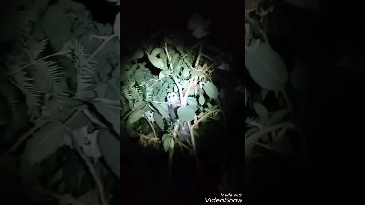 camera iphone 8 plus apk An Introduction to Trainyard flora with Tony Santoro, Lowbrow sleazebag